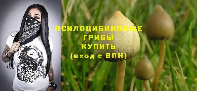 blacksprut вход  продажа наркотиков  Абаза  Псилоцибиновые грибы Psilocybe 